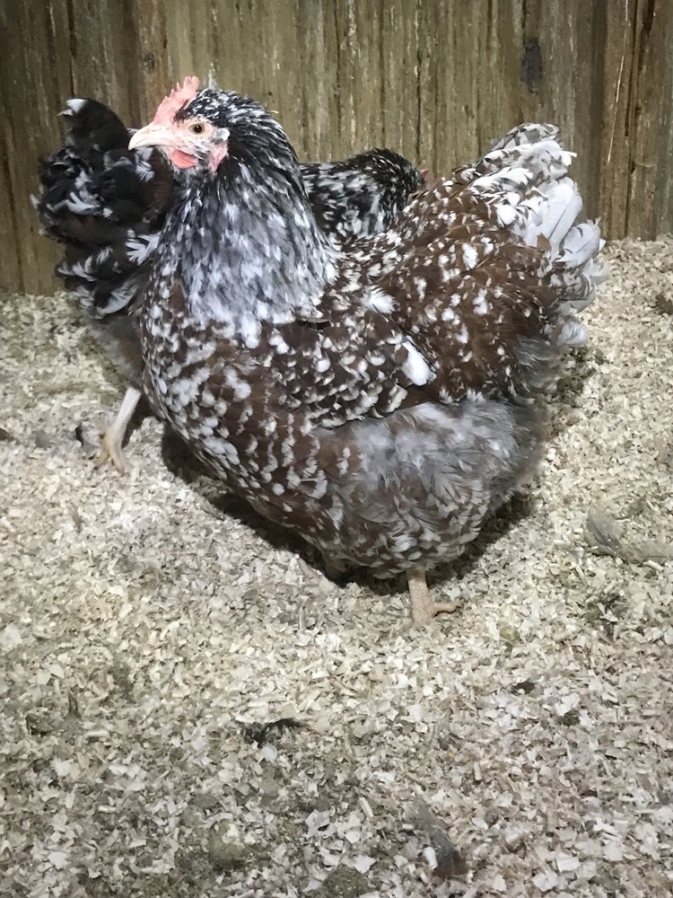 6 Blue Jubilee English Orpington Hatching Eggs