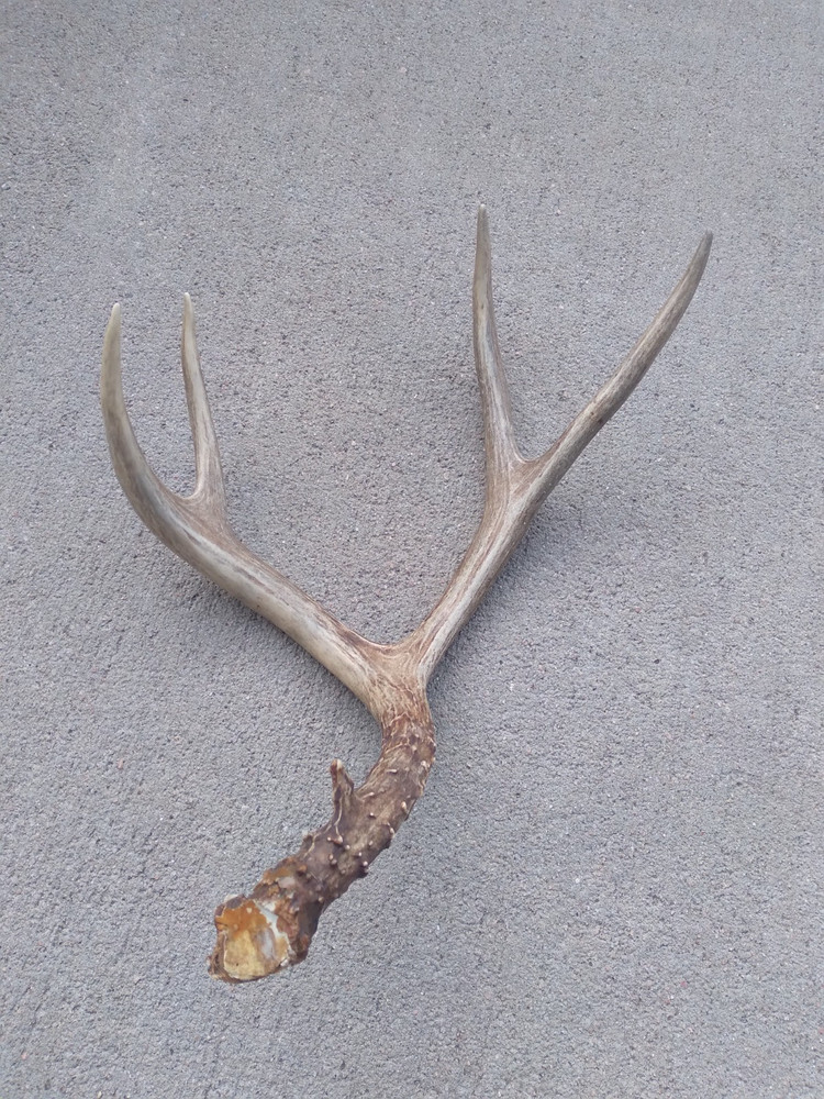 Deer Antler Shed 4 Point