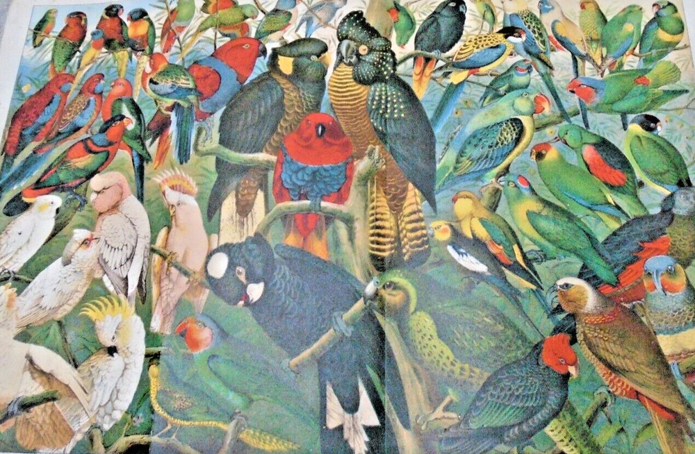 PARROTS AUSTRALIA  VICTORIAN LITHOGRAPH  STRONG COLOURS (FOLDED)  SIZE  41/27CM