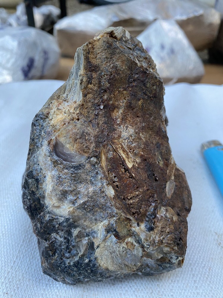 Fossilized And Opalized Fossils