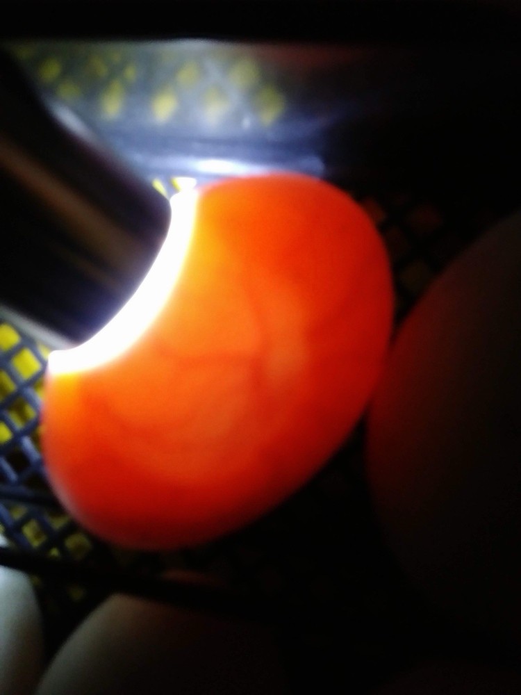 Jumbo Dewlap Toulouse Hatching Eggs