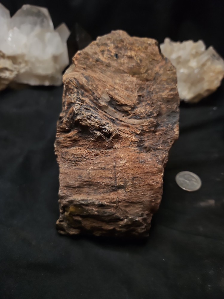 Petrified Wood Multi Colored Specimen Natural Form (2lbs 14oz)
