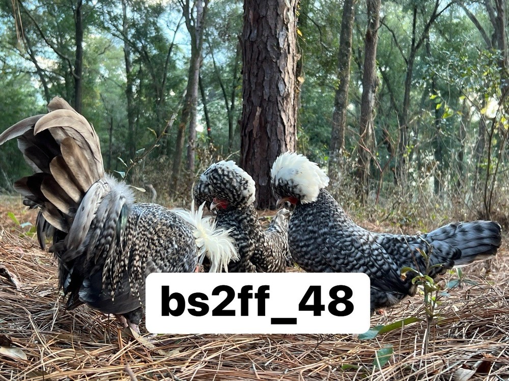 24+ Polish Hatching Eggs Variety Pack