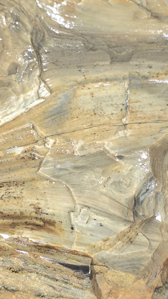 Petrified Wood