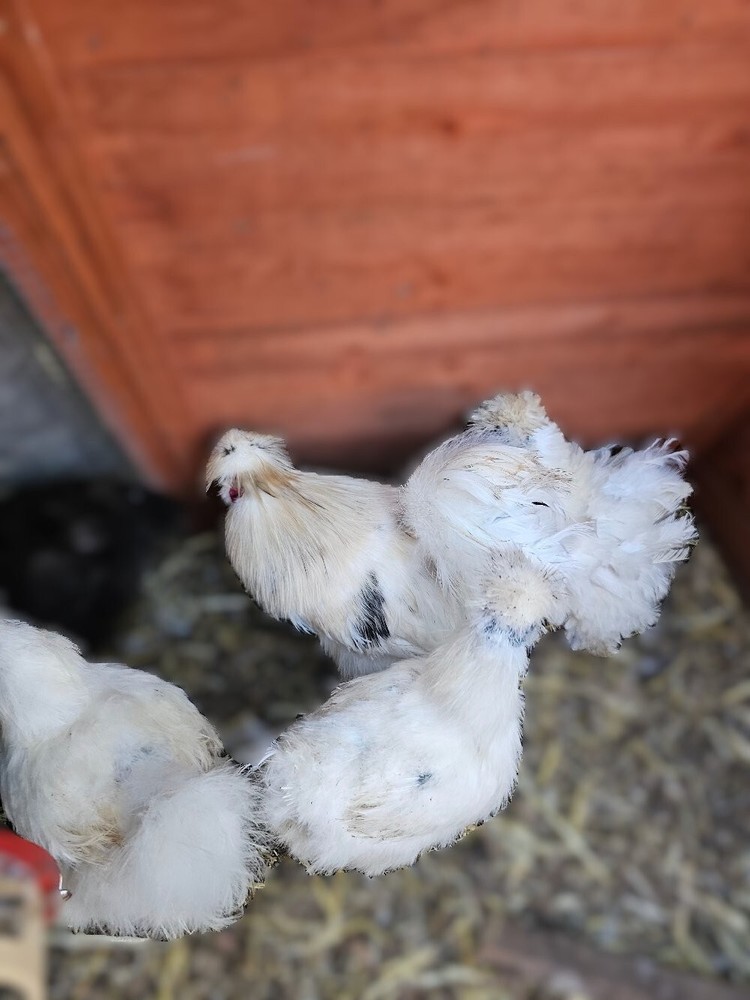 24 Silkie Hatching Eggs
