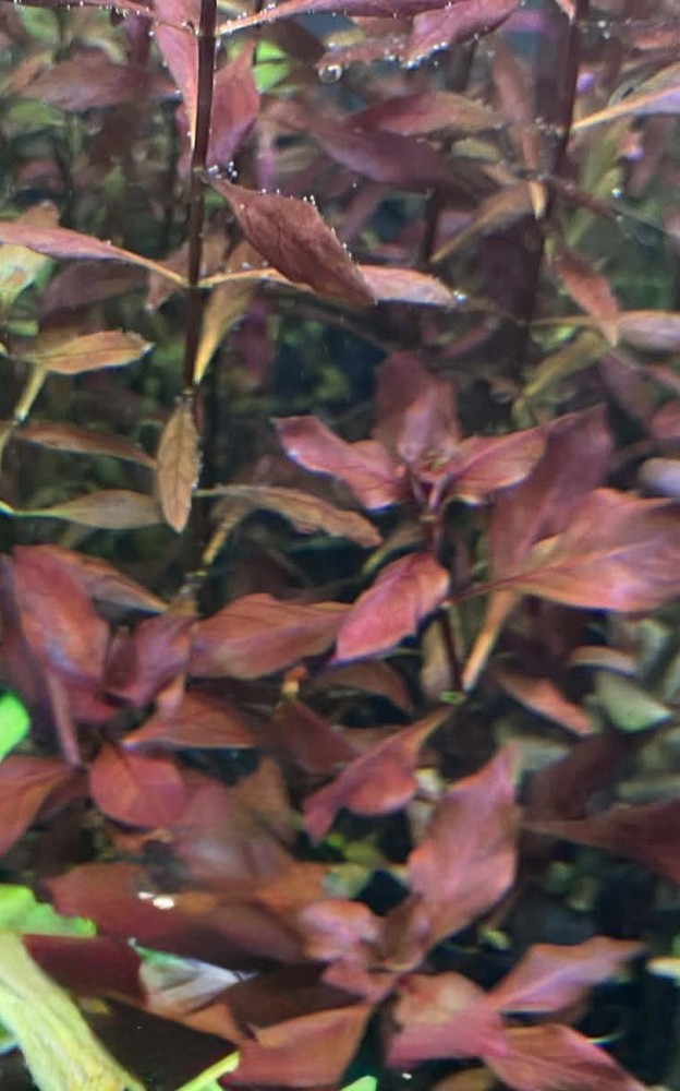2X Ludwigia Red Stem Bundle