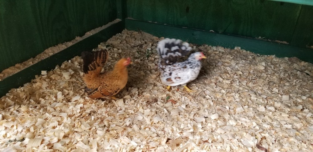 Serama Bantam Eggs. 1 Dozen + extras. Video NO RESERVE!!!