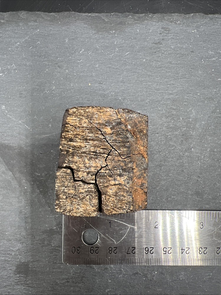 232g Petrified Wood Block Stone