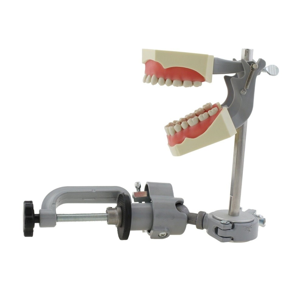 Columbia 860 Dental Typodont Mounting Pole Train Exam Model 32 Removable Teeth