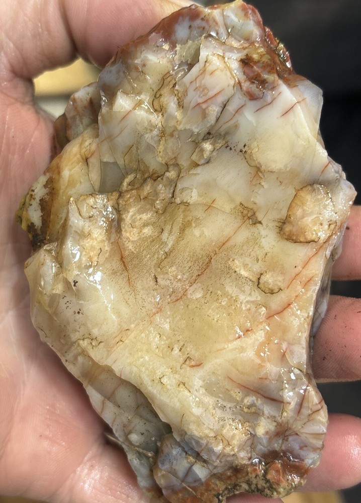 Colorful petrified wood