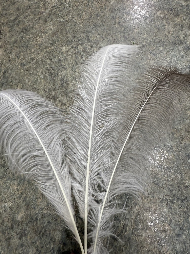 Rhea Feathers FREE SHIPPING