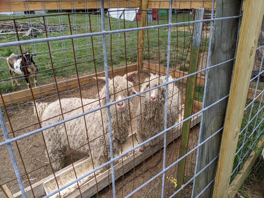 Raw Angora Goat Mohair, washed, white