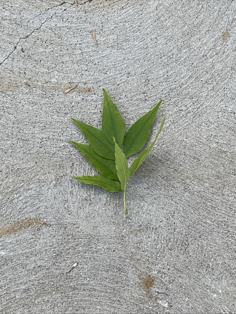 Leaf