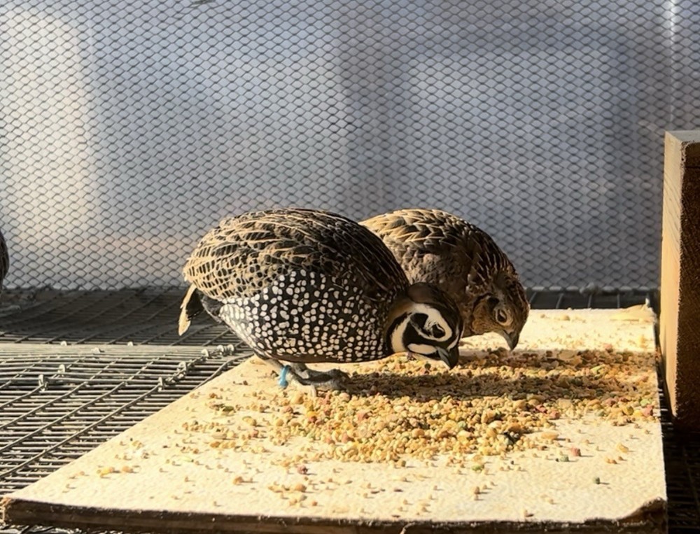 Pre-sale* (6) Mearns Quail Hatching Eggs
