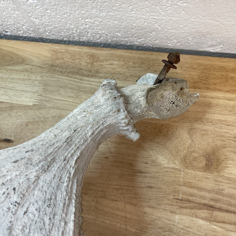 Genuine Moose Antler 30” & 6.95lbs