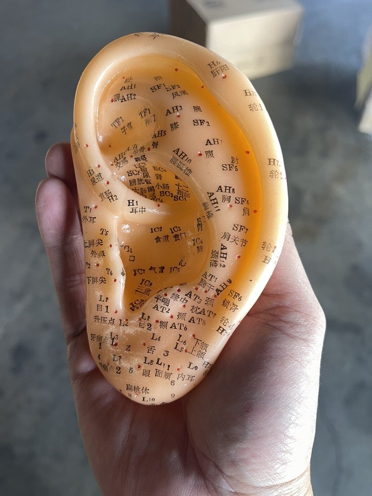 Acupuncture Model Ear (Small)