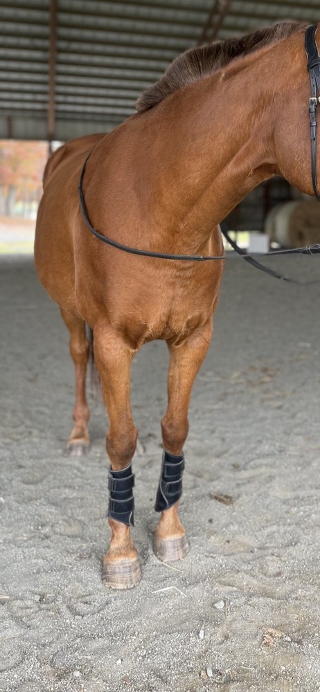 Dover saddlery Sport Boots