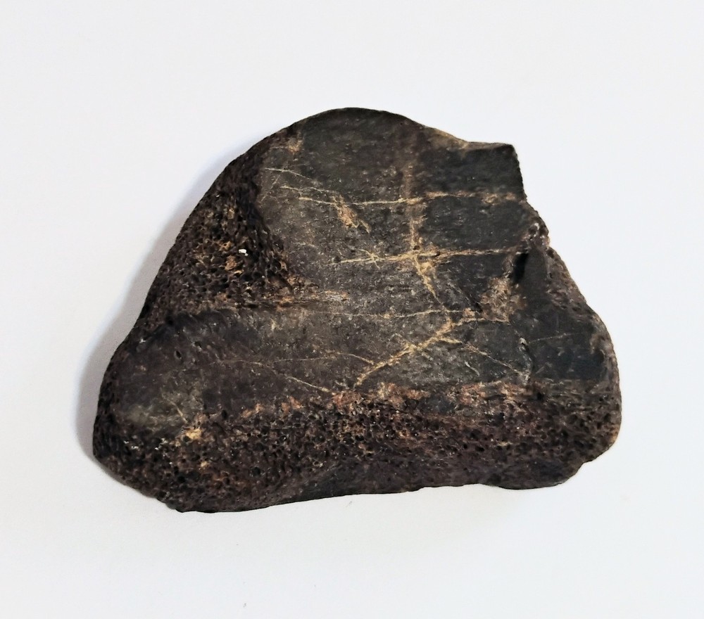 6 Petrified Fossil Bones