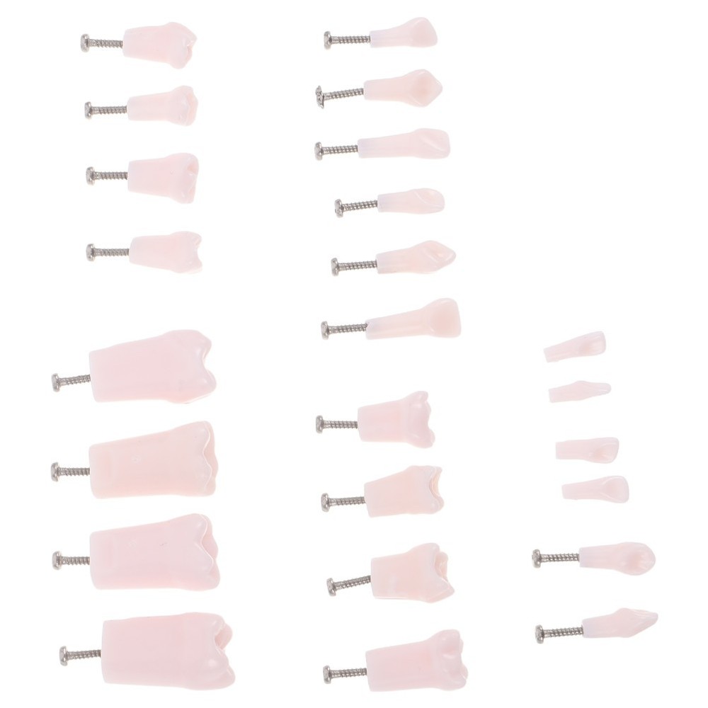 24pcs Typodont Teeth Model Dental Replacement Tooth Artificial Teeth