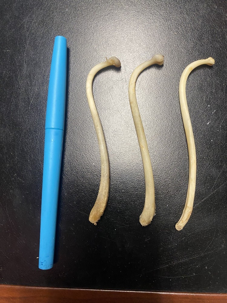COON DICK for 1 Raccoon Baculum REAL Authentic Tooth Pick /Moonshine