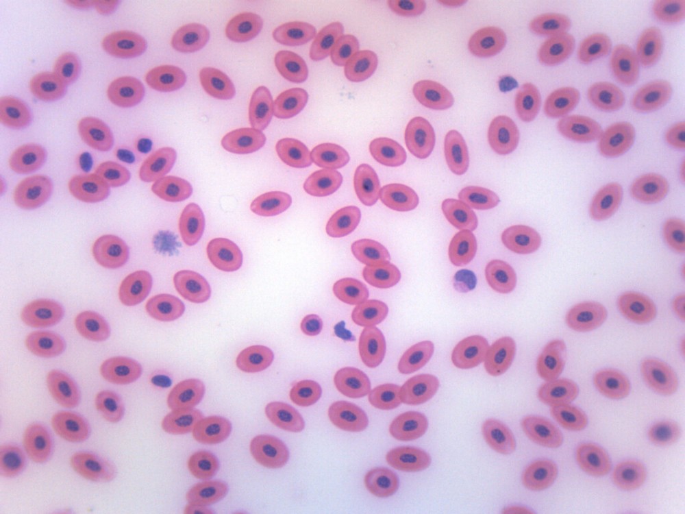 Frog Blood Smear, Prepared Microscope Slide - 75x25mm - Eisco Labs