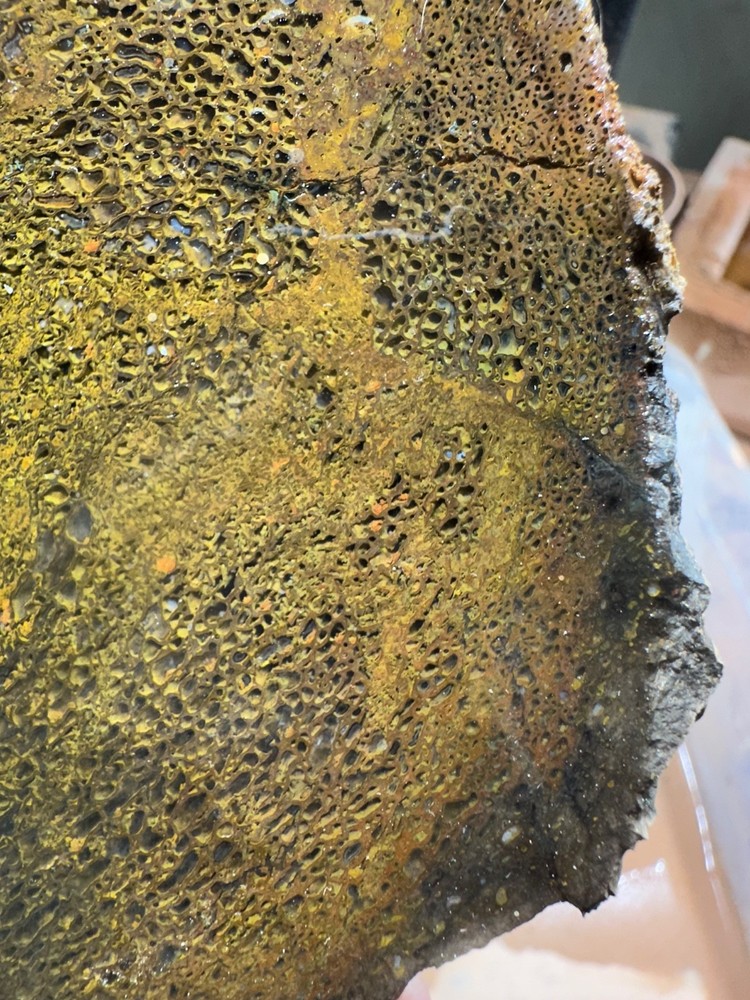 Dinosaur bone rough **hxtled end cut.