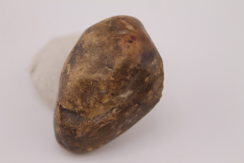 Real Permineralized Reptile Egg Fossil