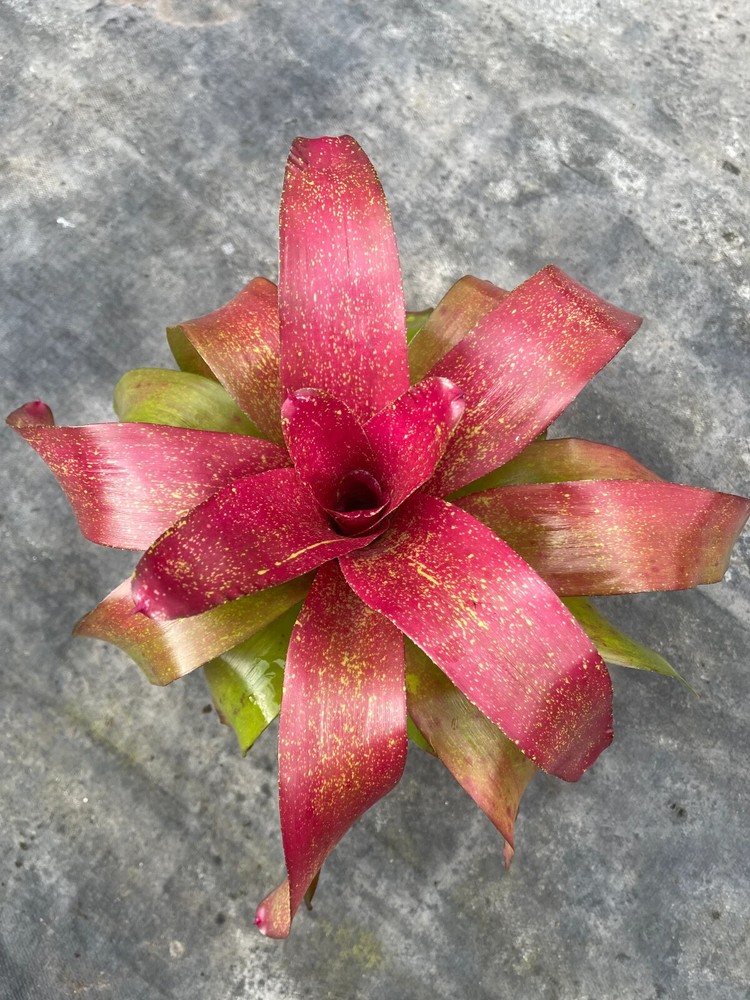 Bromeliad Neoregelia 'Taffy'