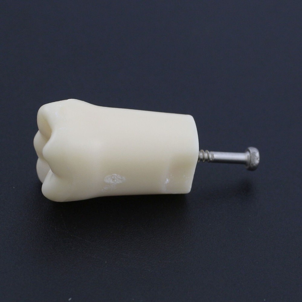 Dental Typodont Teeth Model With Removable Teeth Anatomical Screw Mounted Teeth