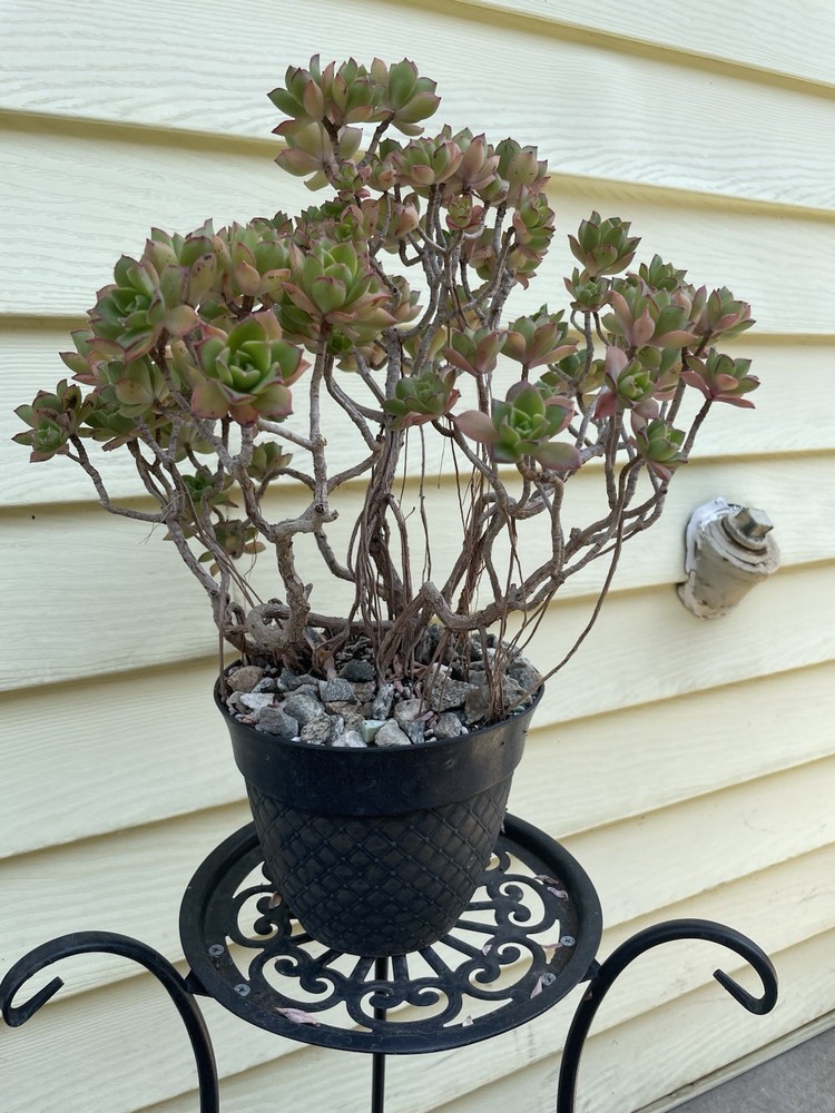 Bonsai Tree Aeonium Haworthia Tree Ship With Bare Rooted