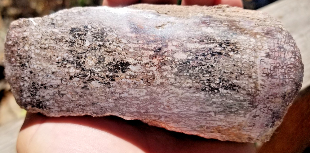 Agatized Dinosaur Gem Bone Natural Multicolor Cell Polished 543g Specimen Displa