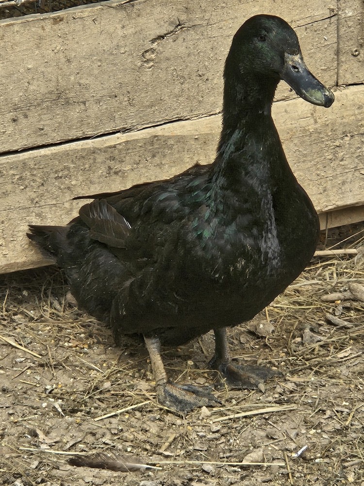 6 Cayuga Duck Hatching Eggs