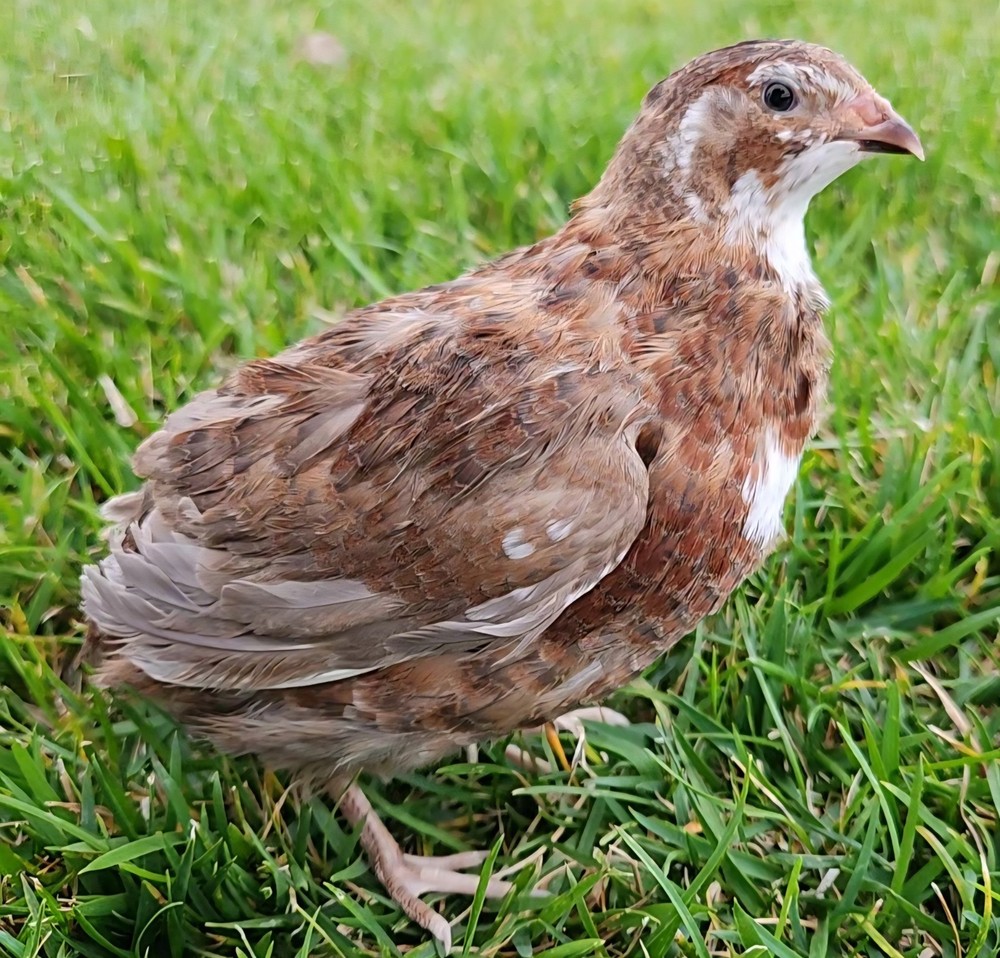 12+ Celadon Hatching Eggs