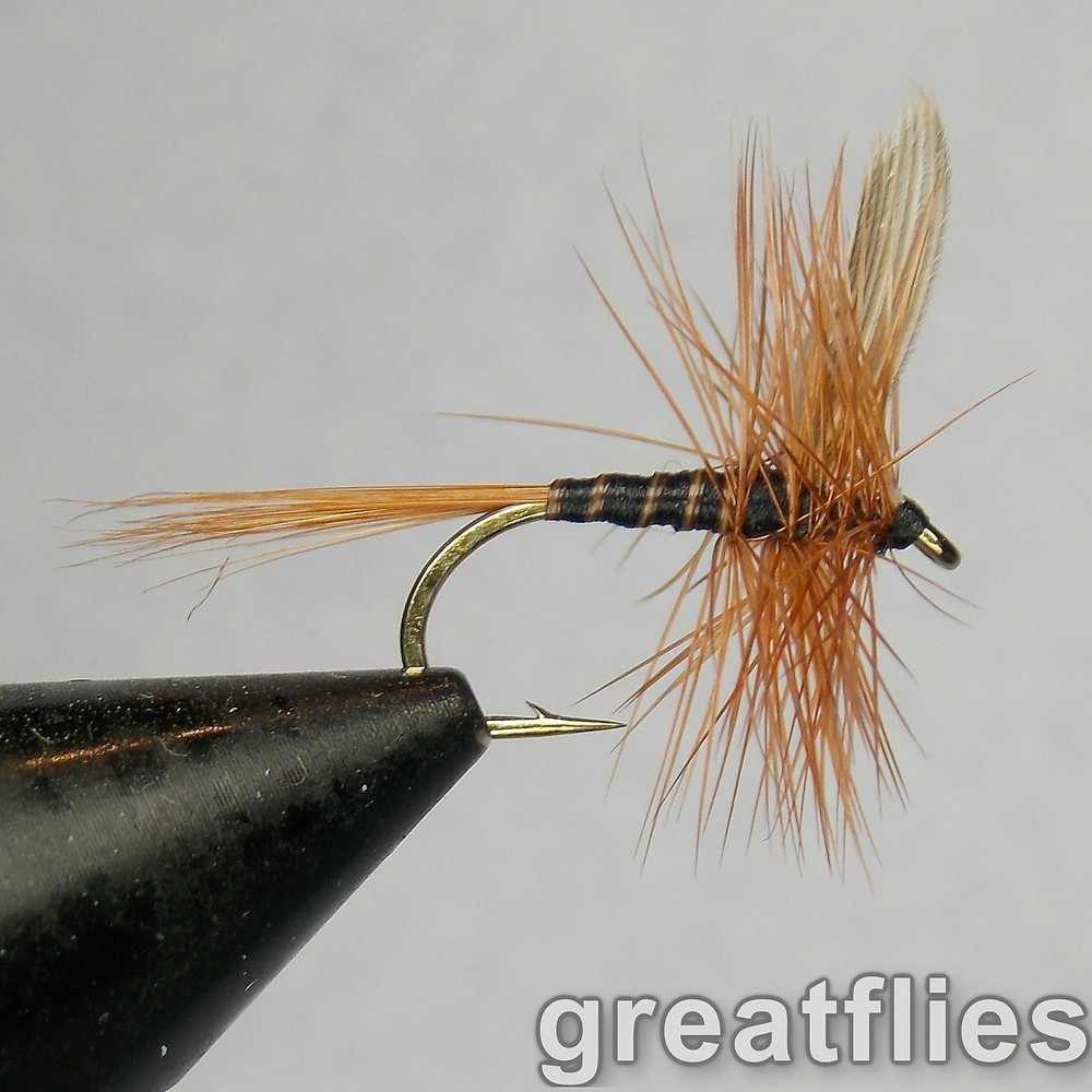 1 dozen (12) - Red Quill