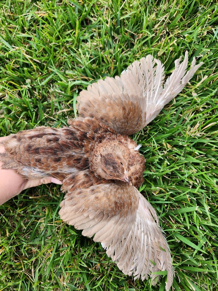 12+ Celadon Hatching Eggs