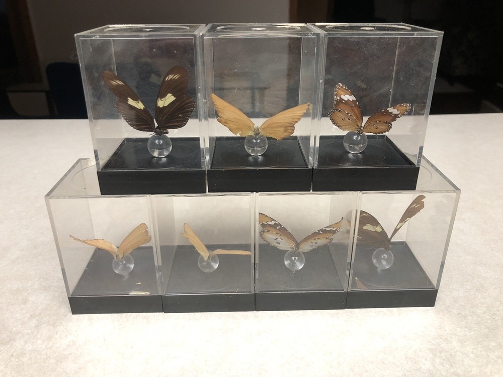 7 Mounted Butterfly Specimens In Acrylic Cases
