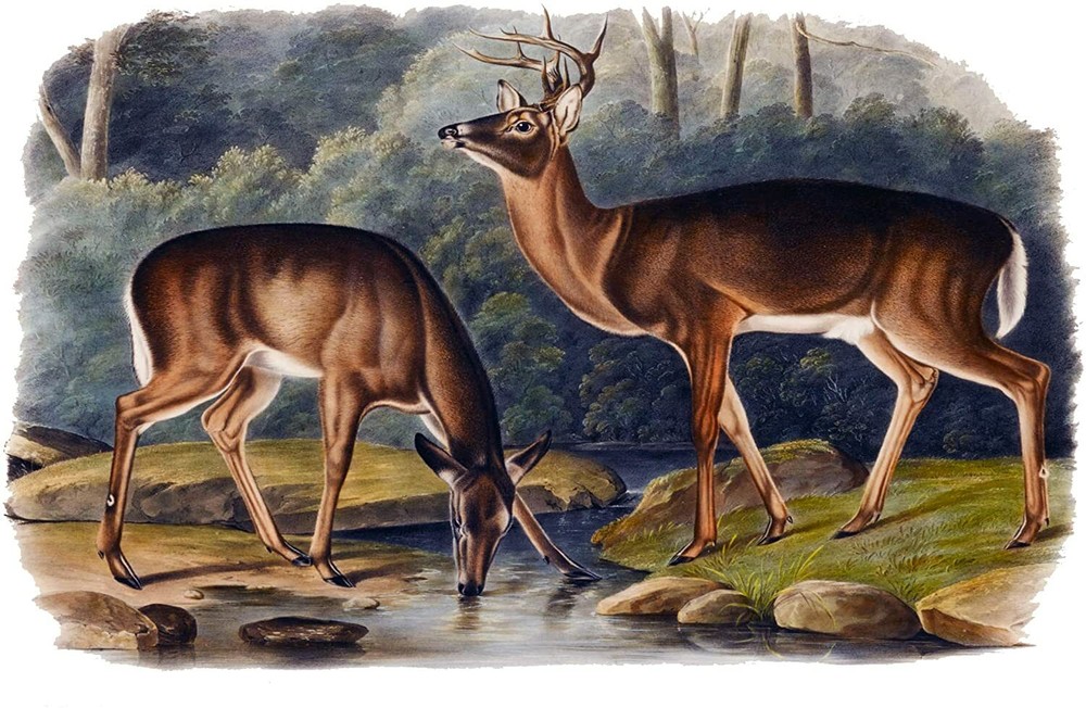 Virginian Deer J. Audubon Forest Tile Mural Kitchen Backsplash Marble Ceramic