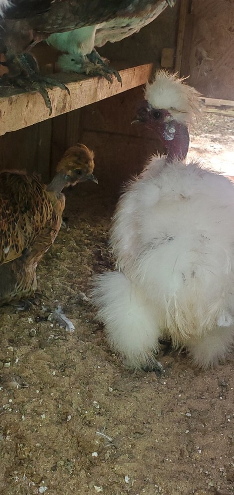 Silkie Chicken Hatching Eggs NPIP Certified ( 1 Dozen)