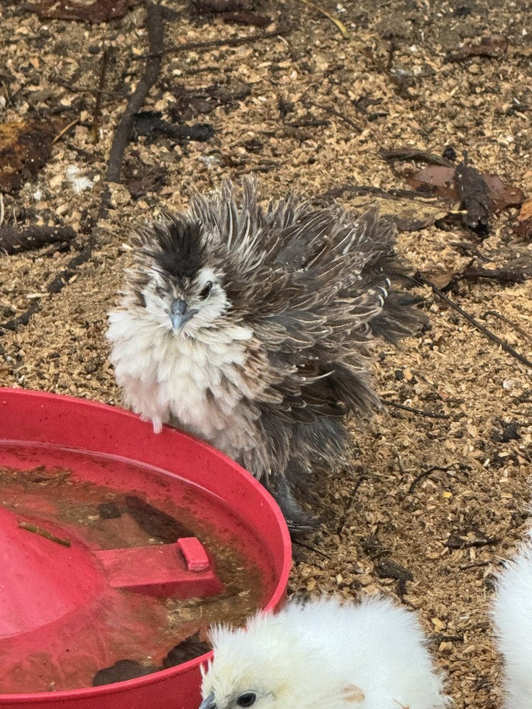 10 “Who’s Your Daddy?” Hatching Chicken Eggs 🤍