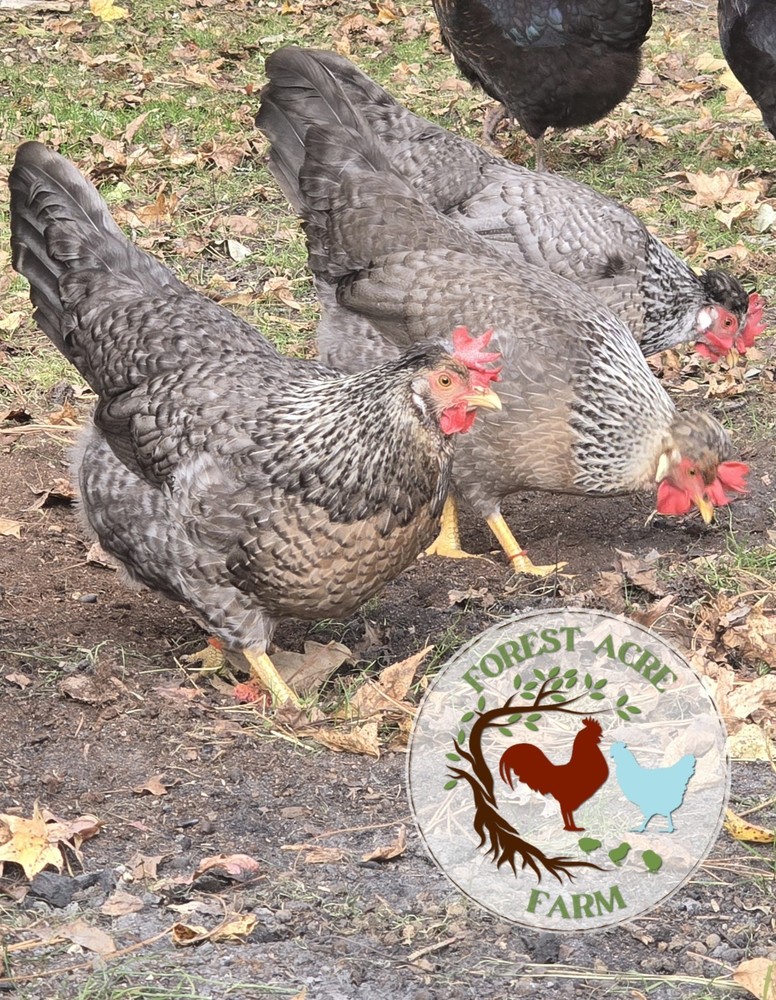 Cream Legbar Hatching Eggs 10+ Blue Eggs