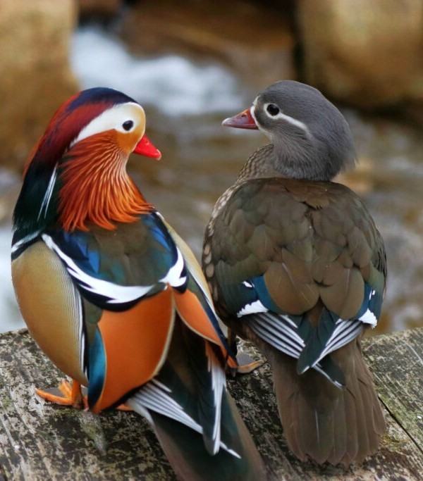4 Regular SPLIT TO WHITE Exotic Mandarin Duck Hatching Eggs SHIPS NOW FAST! RARE