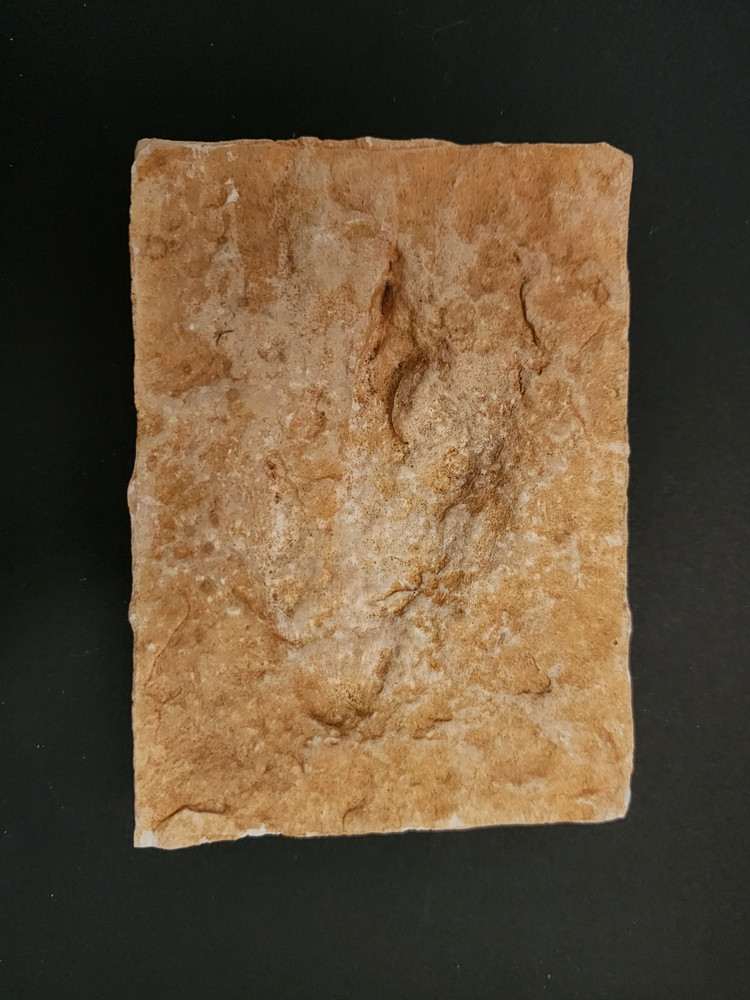 Fossil Replica Educational Displays - pterosaur skeleton, reptile footprints