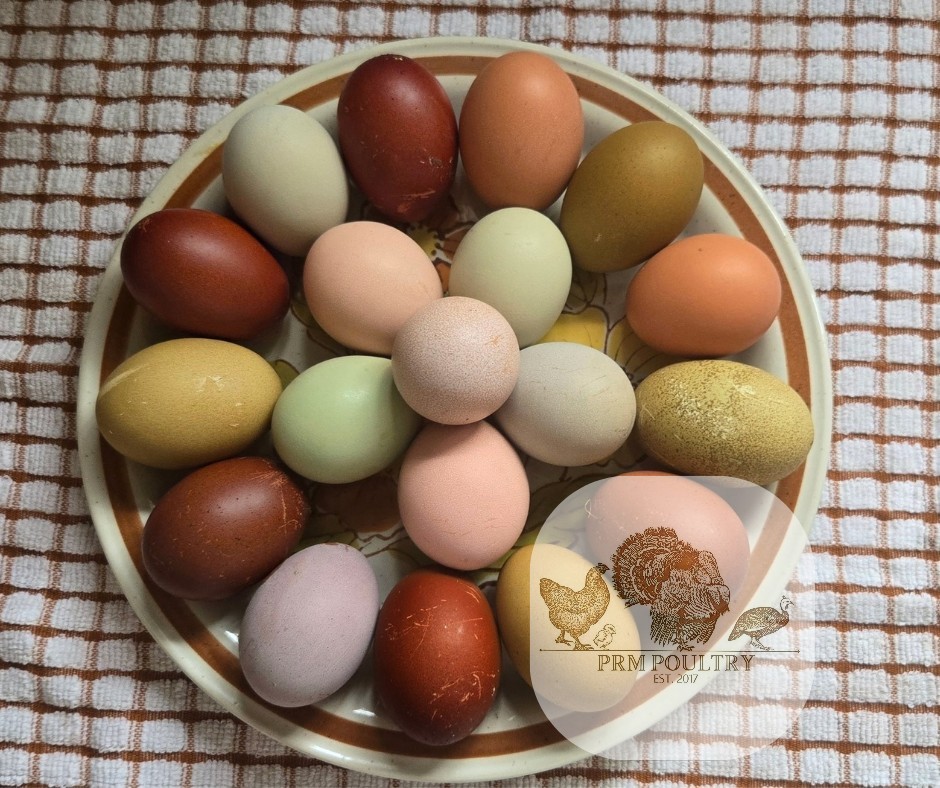 (6)Hens Choice Fertilized Hatching Eggs/ Rainbow Hatching Eggs