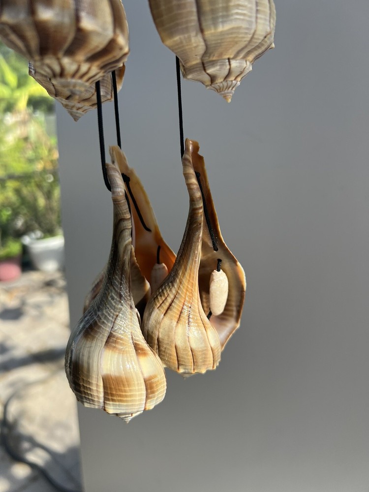 Large Lightning Whelk and Lightning Whelk Bells Sea Shell Windchime *Handmade