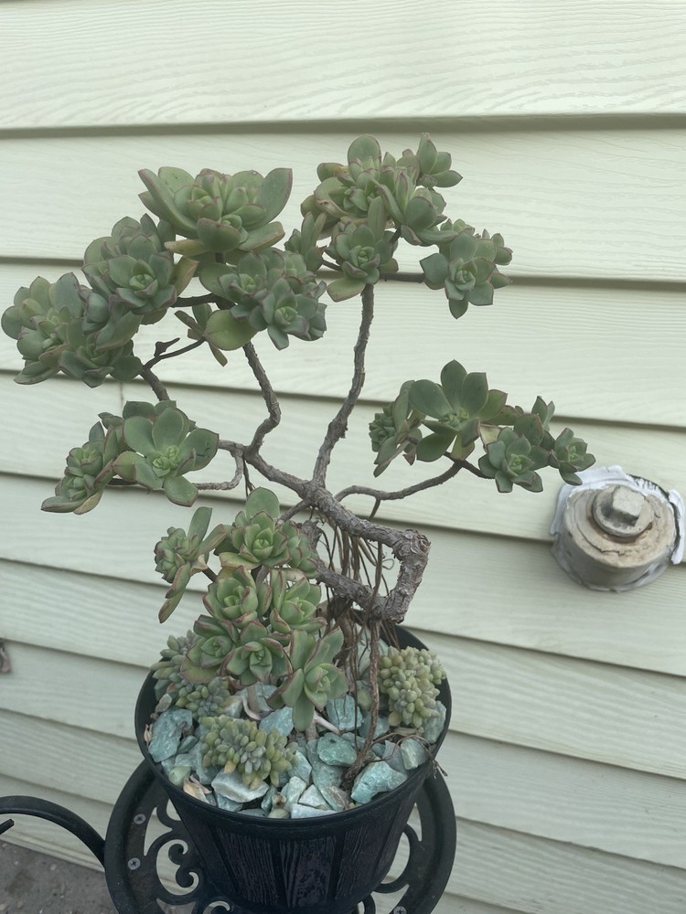 Bonsai Tree Aeonium Haworthia Tree Ship With Bare Rooted