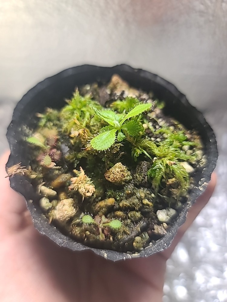 drosera adelae
