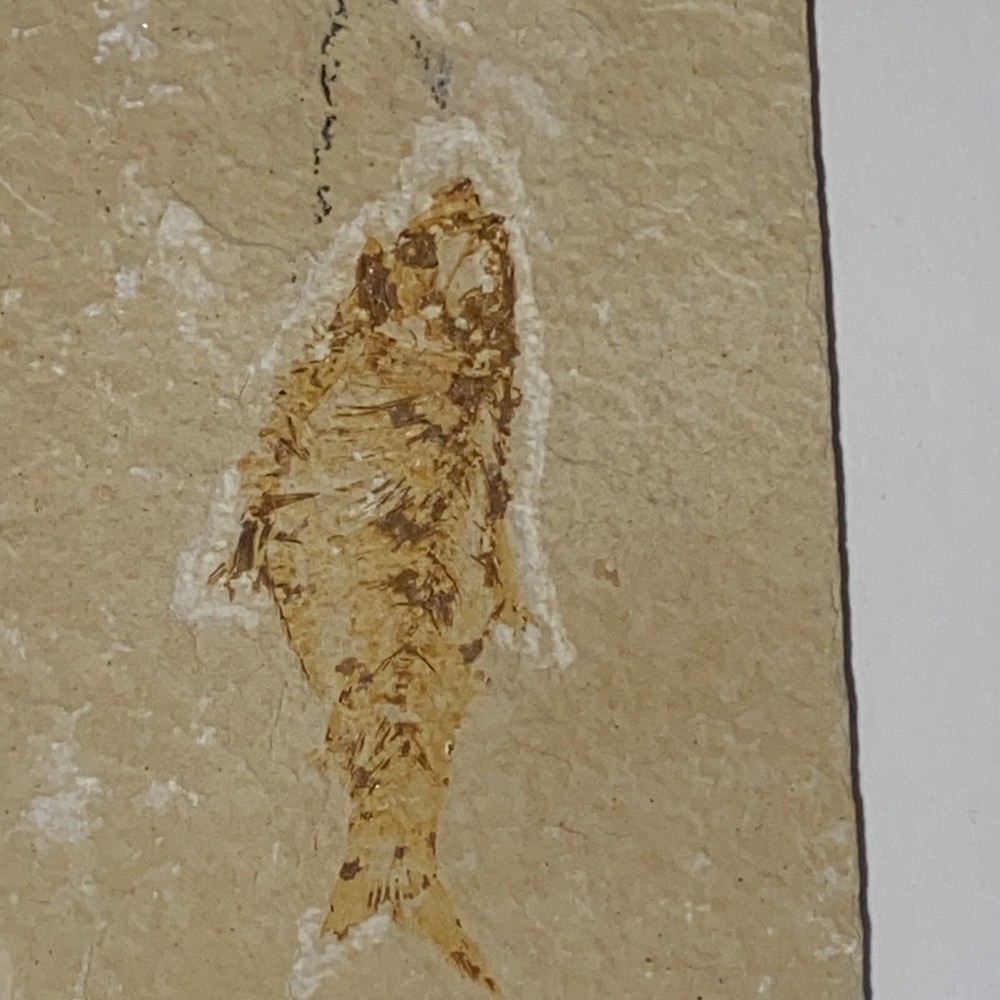 Fossil Fish Knightia (Wyoming)