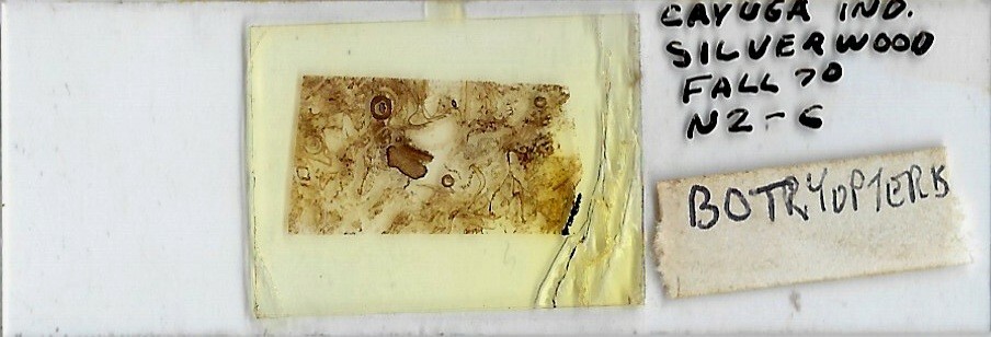 Botryopteris sp. (Coal Fossil) Microscope Slide