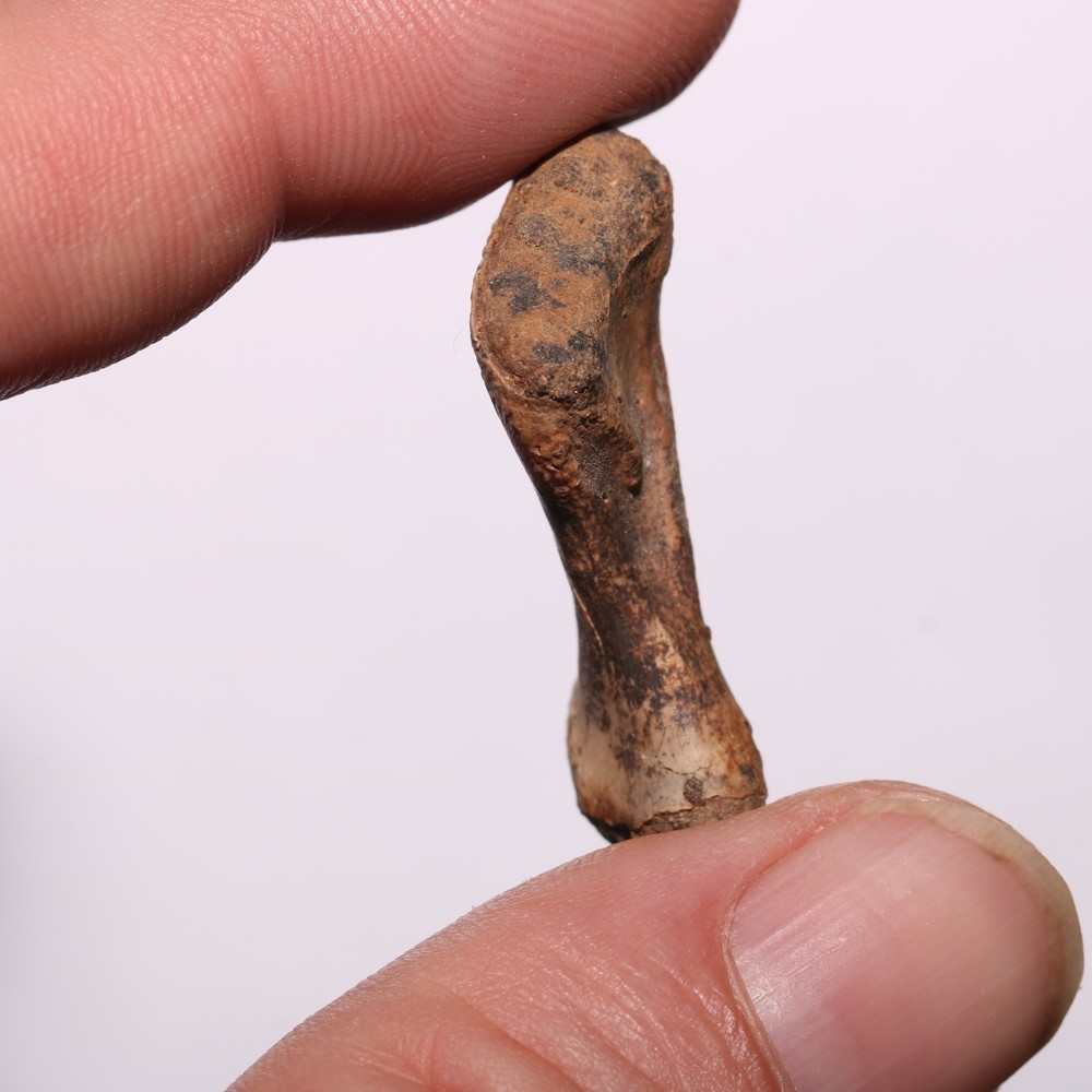 Dinosaur Age Bone Fossil - Authentic Genuine - Cretaceous Hell Creek Formation