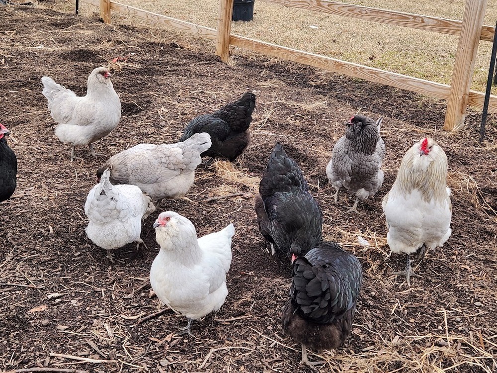 6 Lavender, B/B/S Ameraucana & Orpington (Easter Egger) Chicken Hatching eggs.